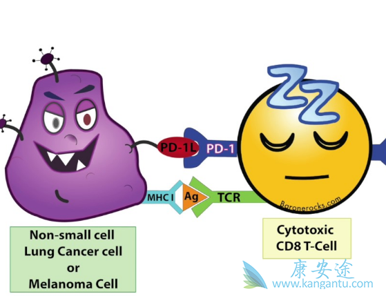 免疫检查点抑制剂(pd-1)是目前火热的癌症免疫治疗方法之一
