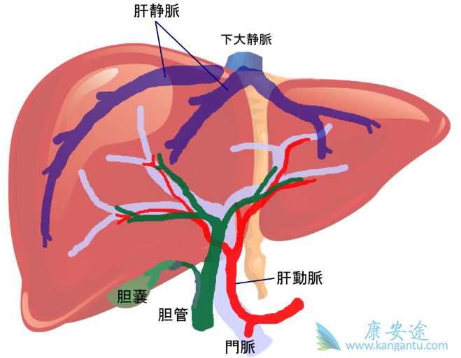 肝移植手术后的并发症及其护理方法