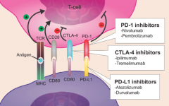 PD-1ƼСζžͺ޷