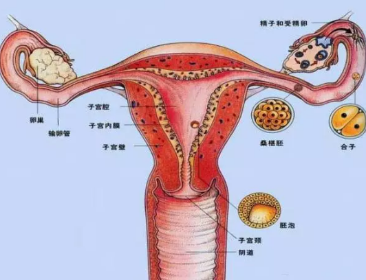 宫颈癌前兆图 前期图片