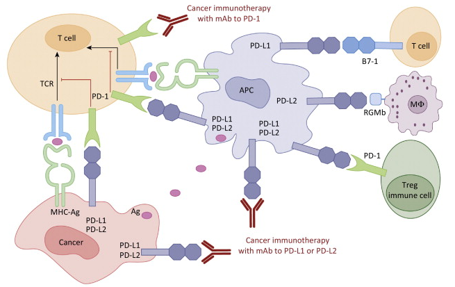 PD-1