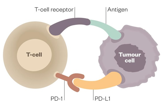 PD-1