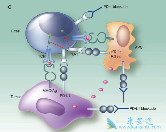 PD-1