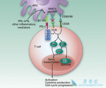 PD-1CamrelizumabעҺCDEа