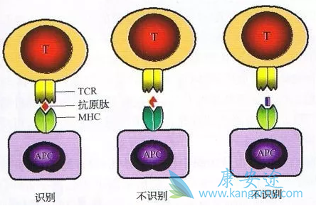 CAR-T