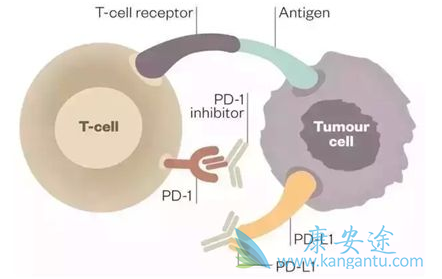 PD-1