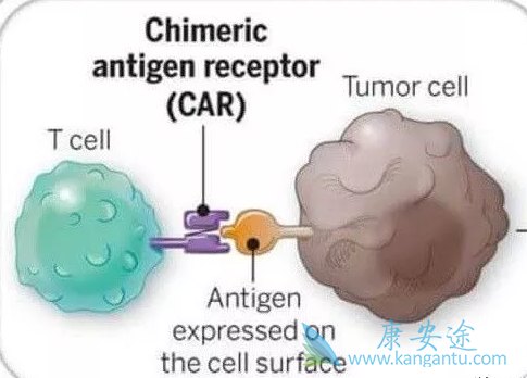 CAR-T