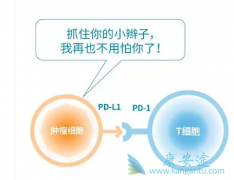 PD-1һƽһߵ70%