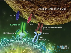 Keytruda(PD-1)ʵѪо