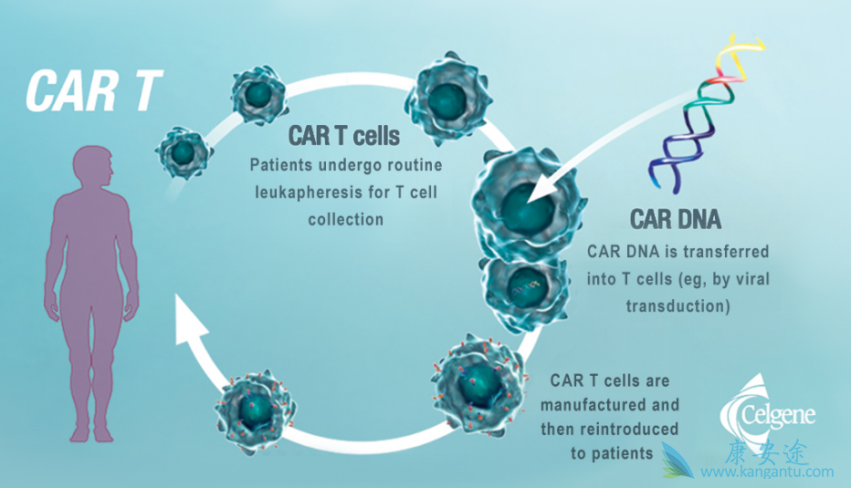 去年上市的兩款car-t細胞治療方法是重磅癌症免疫療法