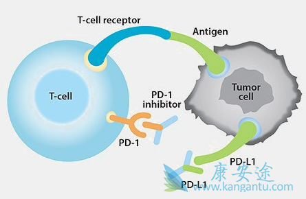 PD-L1