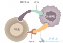 PD-1PD-L1ƼɷڻԼNSCLCߣ