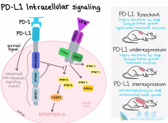 PD-1/PD-L1ҩʲôֱ