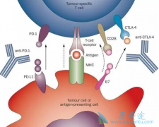 ߳PD-1Ƽ֮һ׸ô죿
