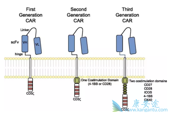 CAR-T