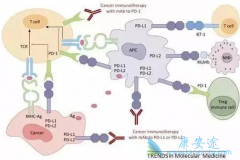 PD-1Ƽһ¶Ǯ?PD-1ƼЧ