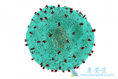 CAR-T�Ʒ��ĵ�����Ϊ�˱ܿ�����ϸ����MHC����������