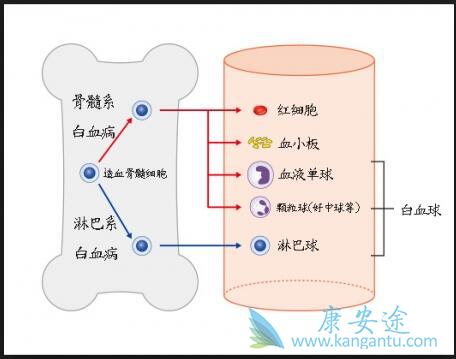 白血病的早期症状 白血病的早期症状