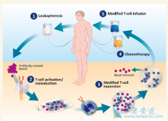 PD-1���Ƽ����ư�֢�Ƿ�Ȱ�������Ч������