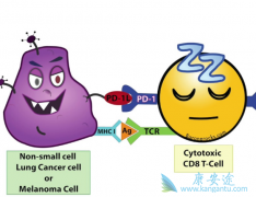 ���߼������Ƽ���PD-1����Ŀǰ���ȵİ�֢�������Ʒ���֮һ