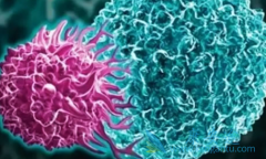 PD-L1�ı����Ŵ�����Ϊ�е���ܻ���ǿPD-1���Ƽ�����PDAC��Ч��