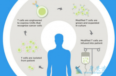 CAR-T�Ʒ���ȫ�̽���Ƕ�Ͽ�ԭ����Tϸ����������