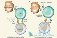 ��֢��������ʹ��PD-1���Ƽ�ǰ��������������������