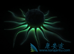 PD-1ҩ��Keytruda�ڸ��ƺ�ɫ�������ߵ�OS��PFS����������