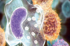 ������(Erbitux)��ŷ��û�л����׼ͷ����������Ӧ֢