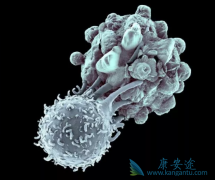 �о���ʾCAR-T����Ibrutinib�ɽ��ͻ���CRS�ķ���