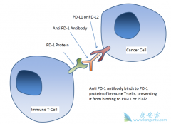 ΪʲôPD-1���Ƽ��������鵥�����ҹ��Ȼ�����ɫ������������