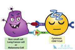 ����PD1�����Ʒ���Ч��ǰ��������ʲô