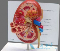 ������(Afinitor)������ҩ��������������ЧԶ���ڵ�ҩ