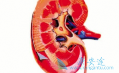 ��������(Votrient)�������������İ�ȫ�Ը���