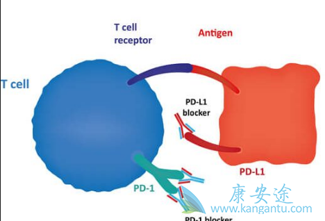 PD-1