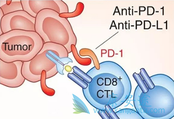 PD-1