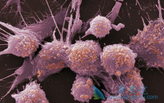 PD-1ҩ��Pembrolizumab����Ч����ǰ���ٰ�������չ