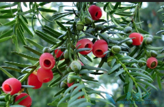 �׵��׽������ɼ���봫ͳ��ɼ����ʲô����