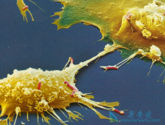 PD-1���Ƽ����ƹ�������֯����Ч����ô��