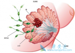 ���������HER2�������ٰ��ĺ�������������