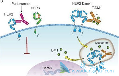 T-DM1