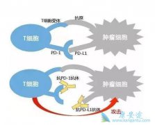 PD-1�����Ʒ��ʺ����Ƹ���ֲ���󸴷��Ļ�����