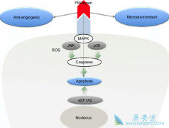 �෢�Թ�������ҩAplidin��plitidepsin�������ڰ��޵�������