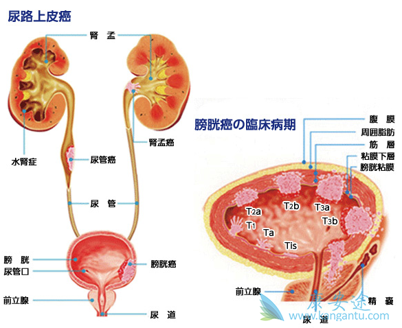 ������·��Ƥ��