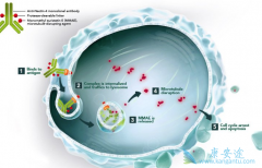 ����ҩ��ż����Enfortumab Vedotin���ư��װ�����Ч��ô����