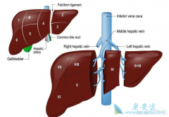 ����ֲ�����׳�����Щ����֢���������ЧԤ����