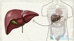 ��Ӳ������ҩ������Щ���ͣ����÷ֱ���ʲô��