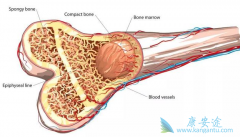 ��Щ���ػ�Ӱ�������ֲ���Ѫ�����ߵ�������