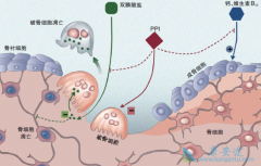 ˫�����ε�����Ч������ʳ������֭Ӱ��