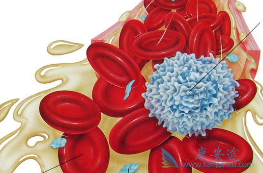 ������ϸ����Ѫ��